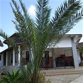 Vũ hội