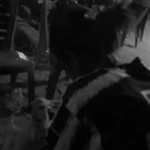 Giải v