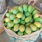Trực t