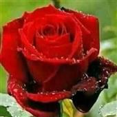 Siêu m