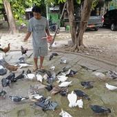 Bản ch