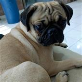 Các độ