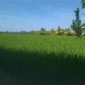 Cổng O