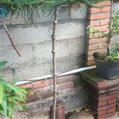 Tài xỉ
