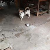 Huluwa