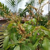 Tiến S