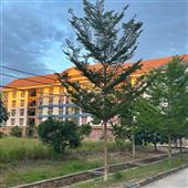 Chơi l