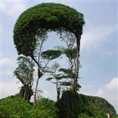 Tarzan