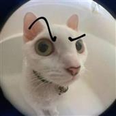 Tràc K