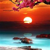 Đấu tr