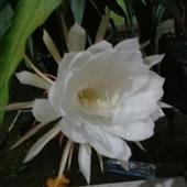 Thể th