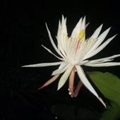 Luật c