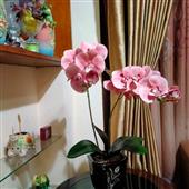 Đại sư