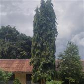 cô gái