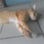 Jin Pi