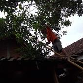 Giấc M