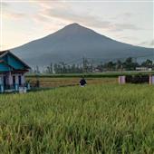 Vũ hội