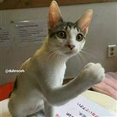 Luật c