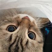 Kèo vò