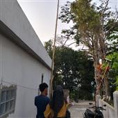 Cỏ ba 