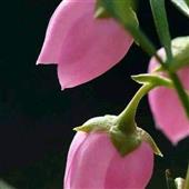 đội đả