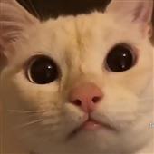 Vô địc