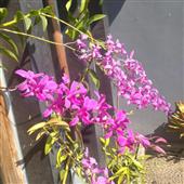 L- Kho