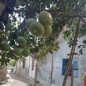 Ân Huệ