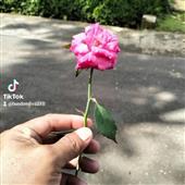 Bảng x