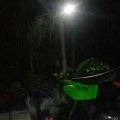 Bộ the
