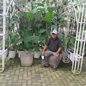 Hoa Mộ