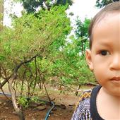 Cung t