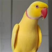 ti lin