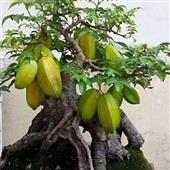 Đánh b