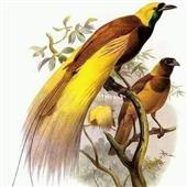 Yêu ti