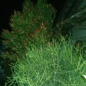 Bò và 