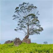Cuộc c