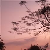 Bầu Cu