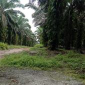 CỪU VU