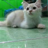 Drago-