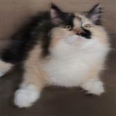 Th