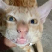Ma