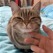 RỒNG B