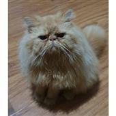 Cỏ May