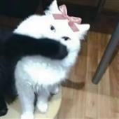 Keno