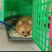 Chiến 