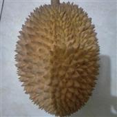 GẤU ĐE