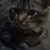 Lịch t