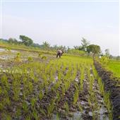 Băng N