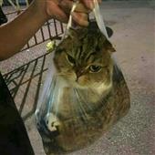 Luật b